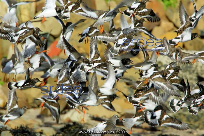 : Turnstone - and Common Redshank (Tringa totanus) : Turnstone - and Common Redshank (Tringa totanus)