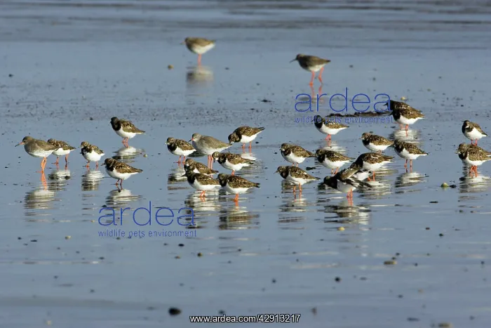: Turnstone - and Common Redshank (Tringa totanus) : Turnstone - and Common Redshank (Tringa totanus)
