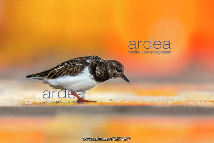 : Turnstone - Cornwall - UK : Turnstone - Cornwall - UK