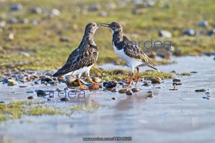 : Turnstone - two displaying : Turnstone - two displaying