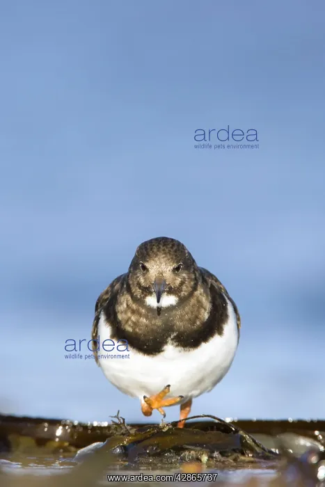 : Turnstone - Face-on image of bird walking among seaweed : Turnstone - Face-on image of bird walking among seaweed