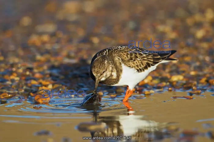: Turnstone - feeding on mussel : Turnstone - feeding on mussel