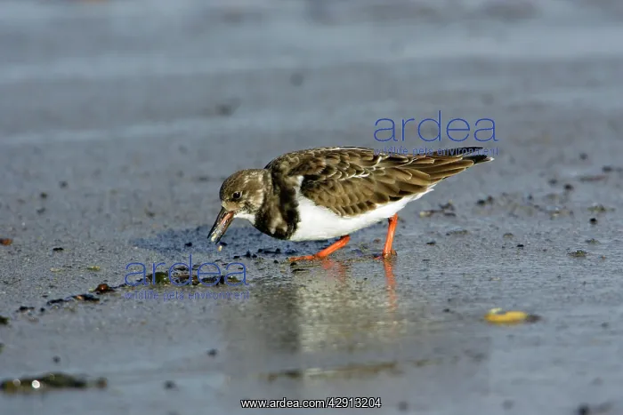 : Turnstone - feeding on shore at low tide, autumn : Turnstone - feeding on shore at low tide, autumn