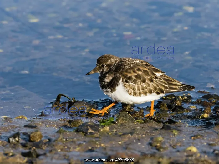 : Turnstone - feeding on shore at low tide, autumn : Turnstone - feeding on shore at low tide, autumn