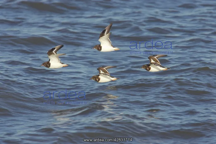 : Turnstone - In Flight Along Shore at High Tide : Turnstone - In Flight Along Shore at High Tide