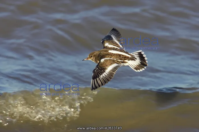 : Turnstone - In Flight Along Shore at High Tide : Turnstone - In Flight Along Shore at High Tide