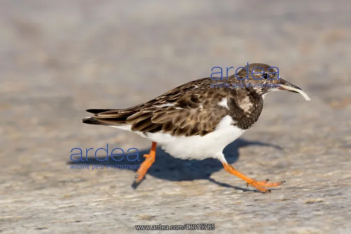 : Turnstone with food in Winter : Turnstone with food in Winter