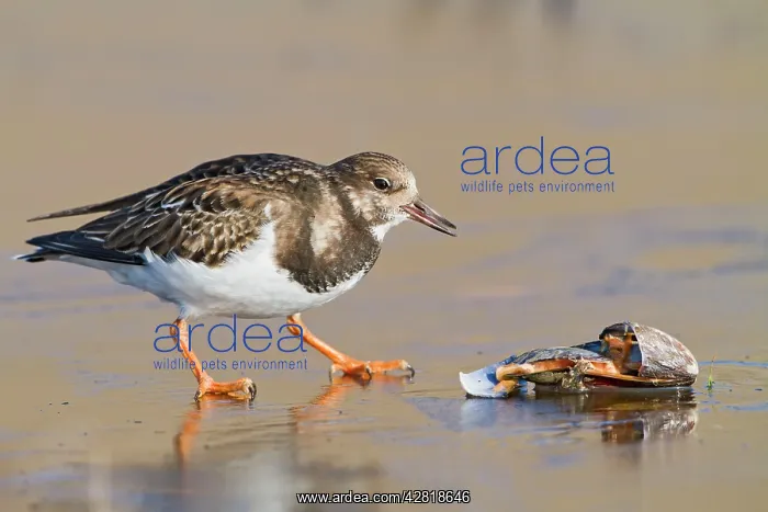: Turnstone - on ice feeding on mussel : Turnstone - on ice feeding on mussel