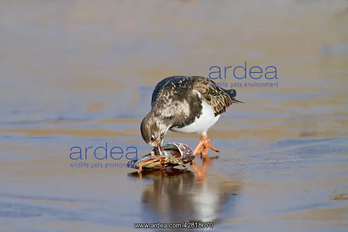 : Turnstone - on ice feeding on mussel : Turnstone - on ice feeding on mussel