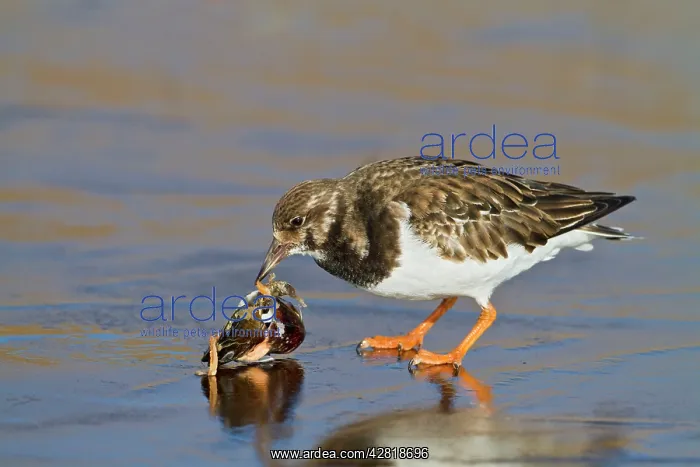 : Turnstone - on ice feeding on mussel : Turnstone - on ice feeding on mussel