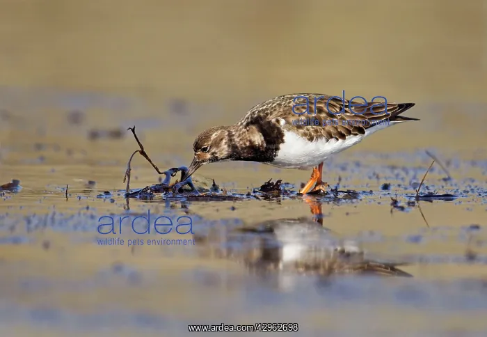 : Turnstone - looking for food along shoreline : Turnstone - looking for food along shoreline