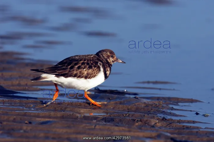 : Turnstone - Running over mud at low tide : Turnstone - Running over mud at low tide