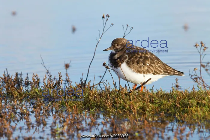 : Turnstone - Single adult in winter plumage : Turnstone - Single adult in winter plumage