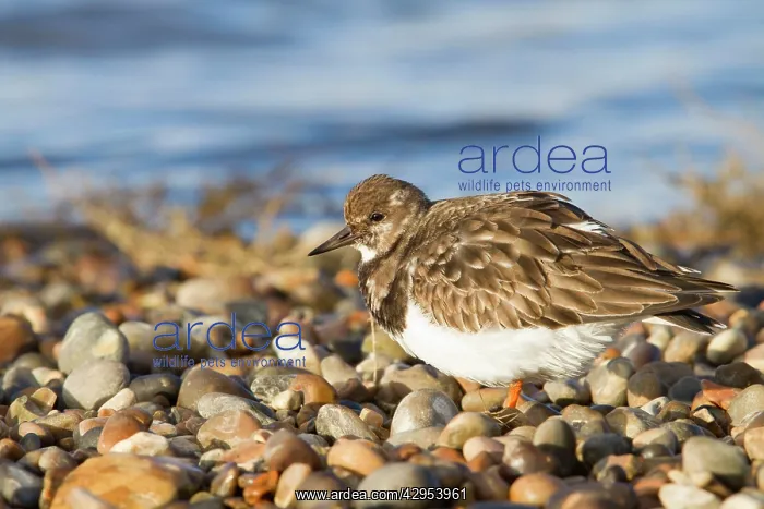 : Turnstone - Single adult in winter plumage on a : Turnstone - Single adult in winter plumage on a