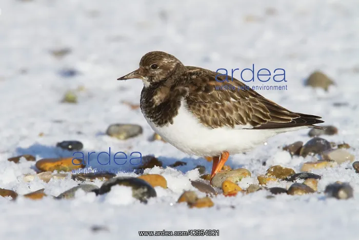 : Turnstone - Single adult in winter plumage on a : Turnstone - Single adult in winter plumage on a