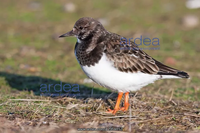 : Turnstone - Single adult in winter plumage : Turnstone - Single adult in winter plumage