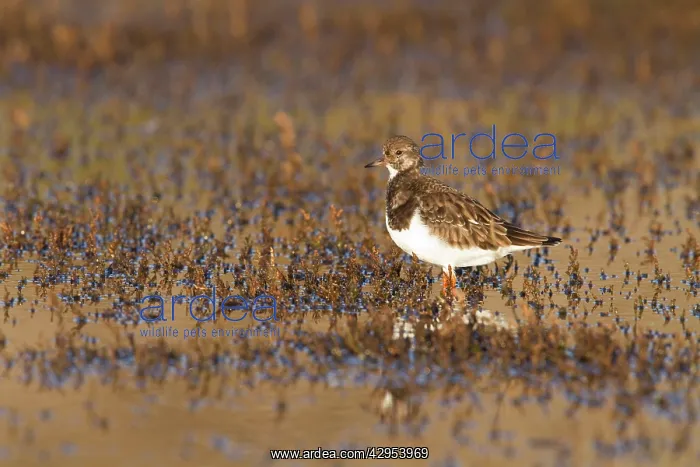: Turnstone - Single adult in winter plumage looking : Turnstone - Single adult in winter plumage looking