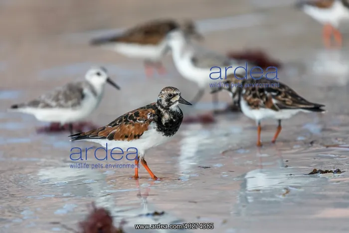 : Turnstone - Spring Plumage - With Sanderling - Winter Plumag : Turnstone - Spring Plumage - With Sanderling - Winter Plumag