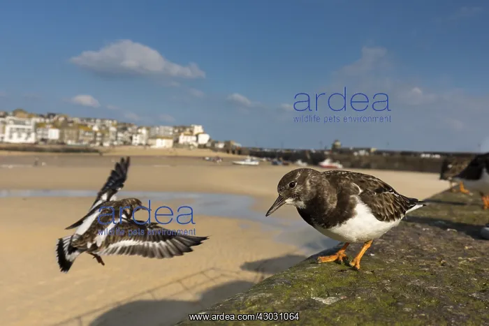  : Turnstone - St Ives - Cornwall - UK