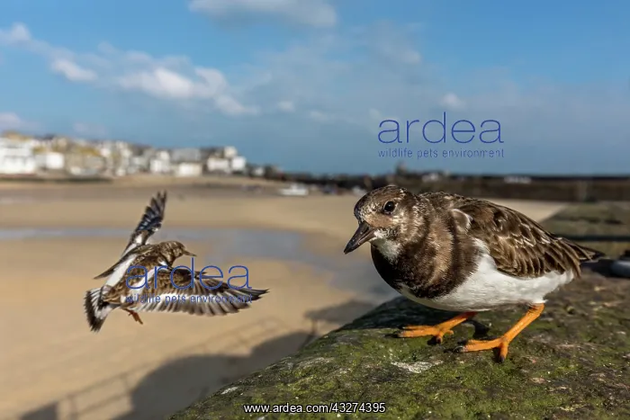  : Turnstone - St Ives - Cornwall - UK