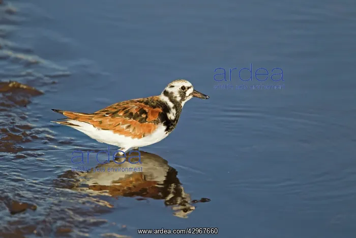 : Turnstone - standing in shallow water : Turnstone - standing in shallow water