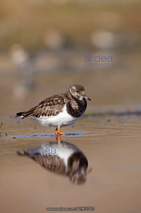 : Turnstone - standing in shallow water along shoreline : Turnstone - standing in shallow water along shoreline