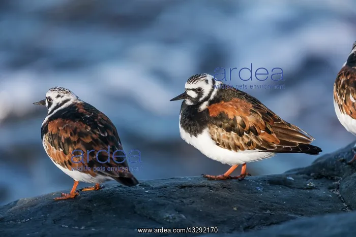 : Turnstone - Summer Plumage - UK : Turnstone - Summer Plumage - UK