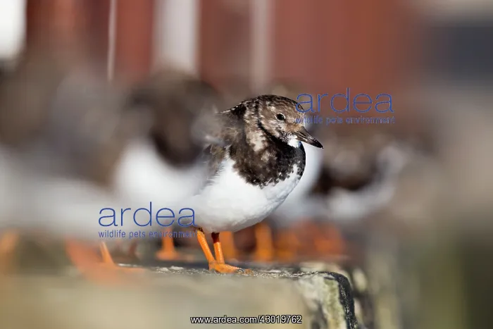 : Turnstone in winter : Turnstone in winter