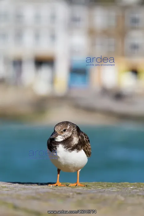: Turnstone in Winter : Turnstone in Winter