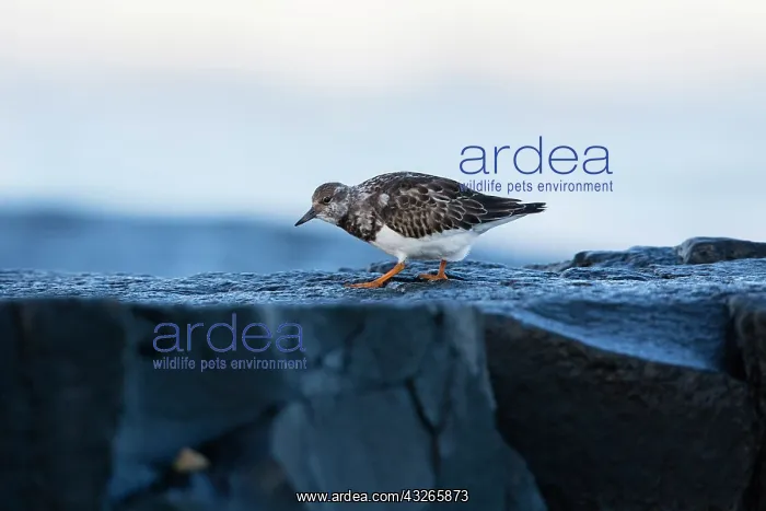 : Turnstone, in winter plumage, on rocky coastline : Turnstone, in winter plumage, on rocky coastline