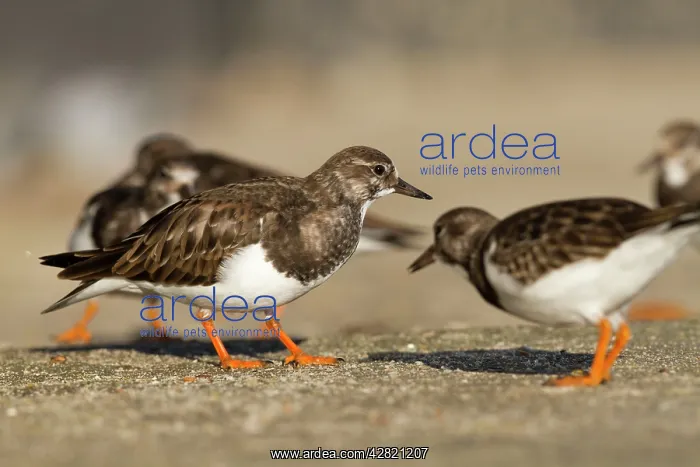  : Turnstones