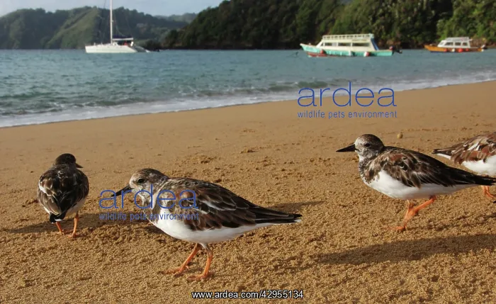 : Turnstones - on the beach - early morning : Turnstones - on the beach - early morning