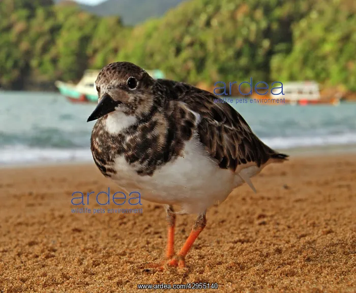 : Turnstones - on the beach - early morning : Turnstones - on the beach - early morning