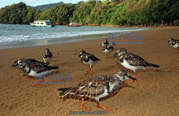 : Turnstones - on the beach - early morning : Turnstones - on the beach - early morning