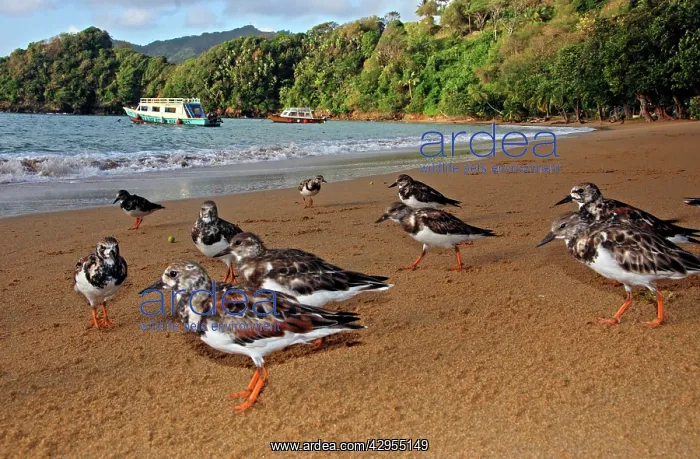 : Turnstones - on the beach - early morning : Turnstones - on the beach - early morning