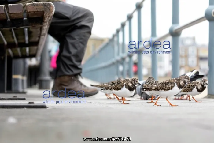 : Turnstones - Cornwall - UK : Turnstones - Cornwall - UK