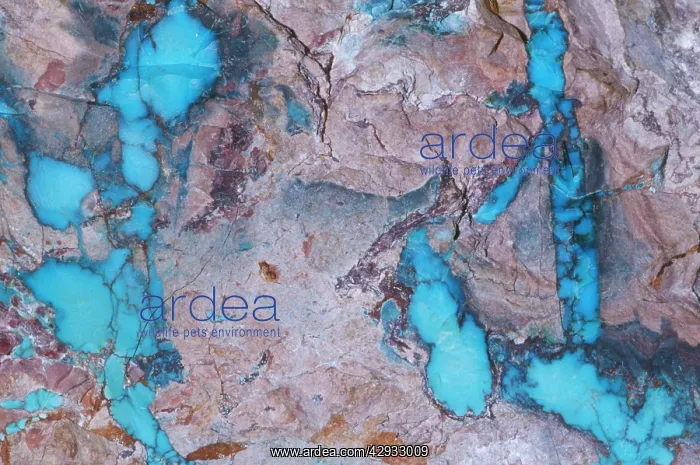 : TURQUOISE. Lavender Pit, Bisbee, Cochise Co, Arizona, USA : TURQUOISE. Lavender Pit, Bisbee, Cochise Co, Arizona, USA