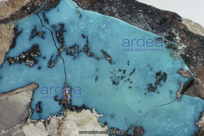 : Turquoise from Nevada : Turquoise from Nevada