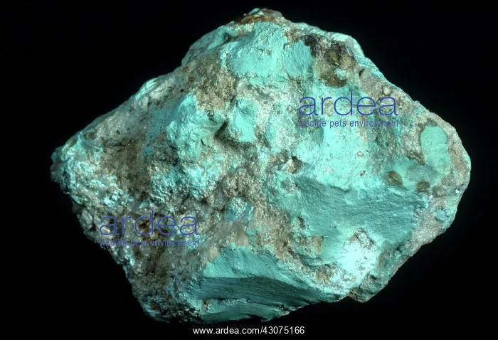 : Turquoise from Battle Mountain, Nevada : Turquoise from Battle Mountain, Nevada