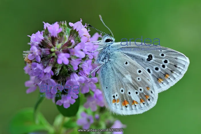 : Turquoise Blue on thyme : Turquoise Blue on thyme