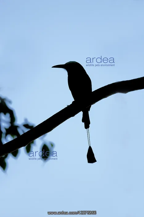 : Turquoise-browed Motmot - silhouette Eumomota superciliosa T : Turquoise-browed Motmot - silhouette Eumomota superciliosa T