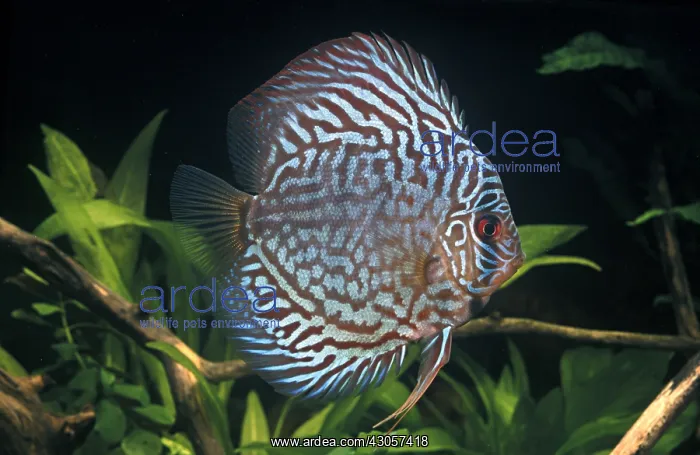 : Turquoise Discus in aquarium : Turquoise Discus in aquarium