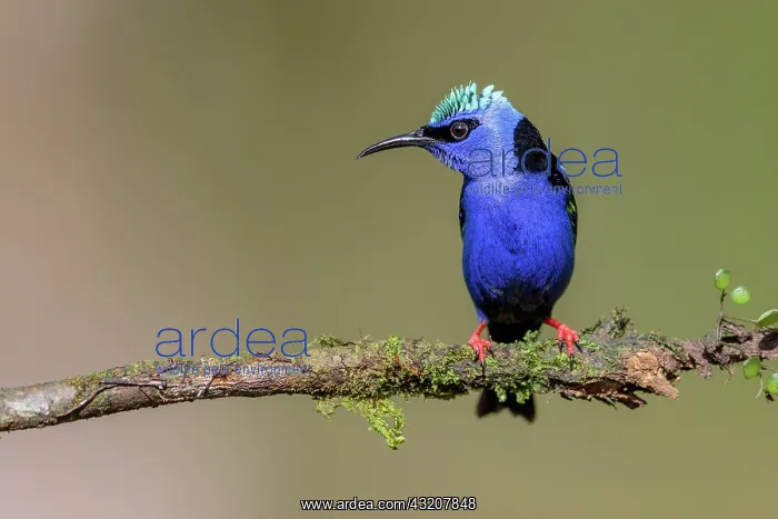  : Turquoise Honeycreeper or Red-footed Honeycreeper