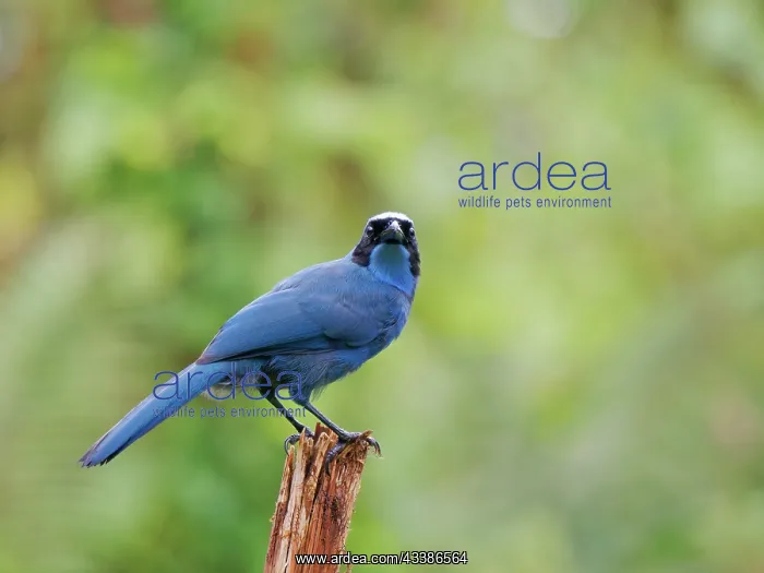 : Turquoise Jay Cyanolyca turcosa Ecuador BI037509 : Turquoise Jay Cyanolyca turcosa Ecuador BI037509