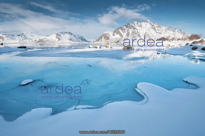 : Turquoise lagoon with snow surface and ice floes : Turquoise lagoon with snow surface and ice floes