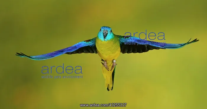 : Turquoise parrot (Neophema pulchella) in flight : Turquoise parrot (Neophema pulchella) in flight