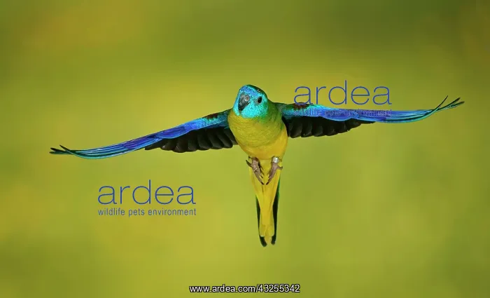 : Turquoise parrot (Neophema pulchella) in flight : Turquoise parrot (Neophema pulchella) in flight