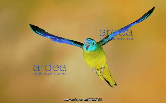 : Turquoise parrot (Neophema pulchella) in flight : Turquoise parrot (Neophema pulchella) in flight