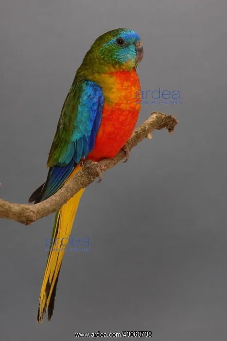 : Turquoise Parrot opaline normal male on a branch : Turquoise Parrot opaline normal male on a branch