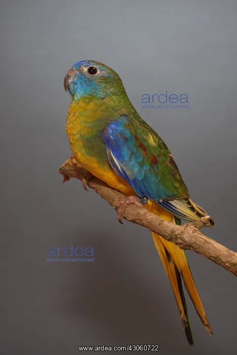 : Turquoise Parrot wild phenotype : Turquoise Parrot wild phenotype